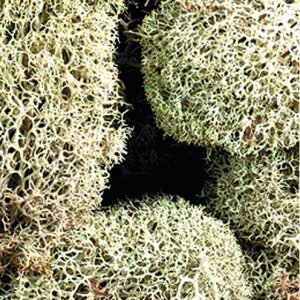 Vitmossa (lav) - naturlig Vitmossa (lav) - naturlig